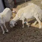 شياه حريات دفيع عالسونار