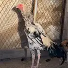 ديوك باكستانيه