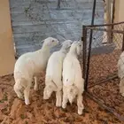 طليان حري