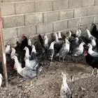 دجاج فيومي بياض