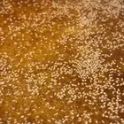 بسبوسة أبها لجمعاتكم العائليه