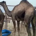 قعود مجهم بري جبر وسمين مقفل شحم الخرج