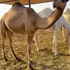 بكره صفرا رمانيه بنت ابو بد بعير ابن قريع الدوسري