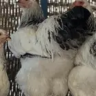 براهما كولمبي بشاير سلالة كونك