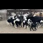 غنم نجد متابيع .