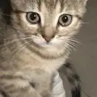قطط للتبني