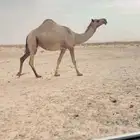 لقحه صفراء