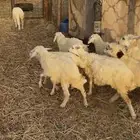 طليان ورخال حري