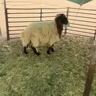 خروف للبيع