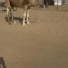 بعير حمر شمالي كفو