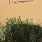 عشرا بكر طيبه بالحيل