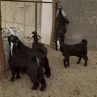 2 تيوس مخصى و 3 جمد