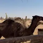 قعود اصفر طيب