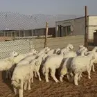 ذبايح هرافا حريات الخرج