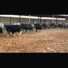 عرض بيع نجد مواليد