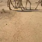 للبيع القعود الرماني المفرود