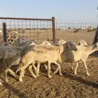 ضان حرش طيبة