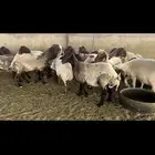 غنم نعيم دفيع