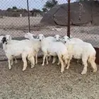 رخال جذعات