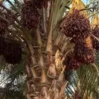 تمر صفري للبيع أكثر من 150 نخلة التمر من الحمراء