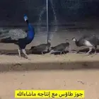 طاوس منتج للبيع
