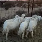 بهم تربيه