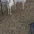 ذبيحه تيس وجفره تم البيع