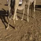 قعود فل بلدي