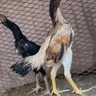 دجاج شامو هزاز عمار 6شهور