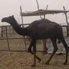 حشو قعدان ربط جبره وطيبه