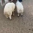 بهم نعيم