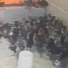 صيصان فيومي