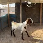 عنز توها تطلع ثنيتها