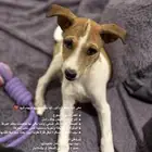 كلب تبني نوعها مهجن بلدي وجاك راسل