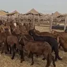 بهم سواكني حمري