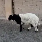 خروف نعيمي