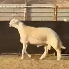 مشروع حري فاخر ( تم البيع )