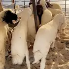 خرفان