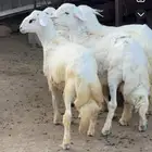 خرفان مناسبات للبيع