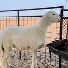 مشروع فحل صنف الصنف من مراح عيد الحليفي
