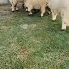 للبيع بهم نعيم فااخررر