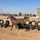 مهر واهو عربي بأوراقه