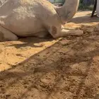 بكره حقه عل بعير صالح الرويس بنت الكايد