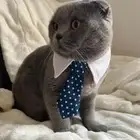 قط للتبني