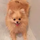 كلب بومرينيان