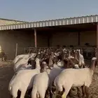 غنم نعيم مراح جذعات