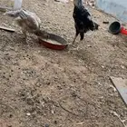 دجاج باكستاني