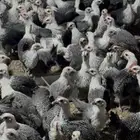 دجاج وديوك فيومي سوبر 1500 حبه