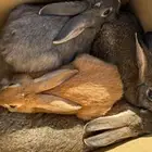 للبيع ارانب زوجين 2 ذكور 2 إناث طيبات