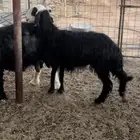 نعجه نجديه رباع تم البيع